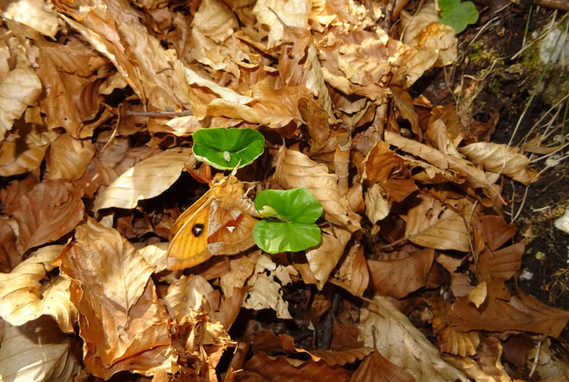 maschio di Aglia tau - Saturniidae